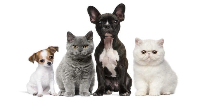 תמונה של חתולים וכלבים